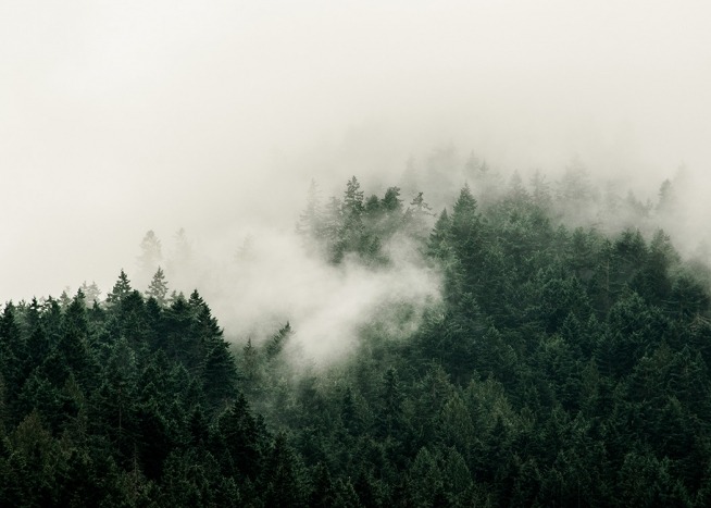 –Póster con un bosque con niebla fotografiado desde arriba. 