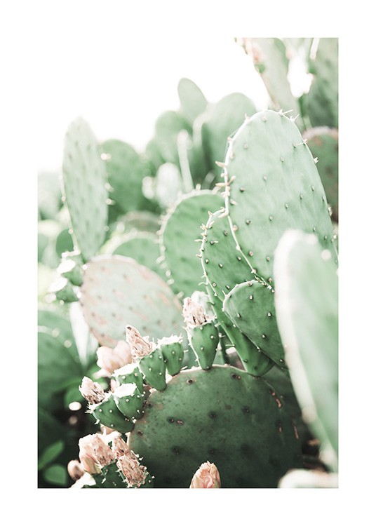 Prickly Pear Cactus Poster / Fotografías con Desenio AB (11892)