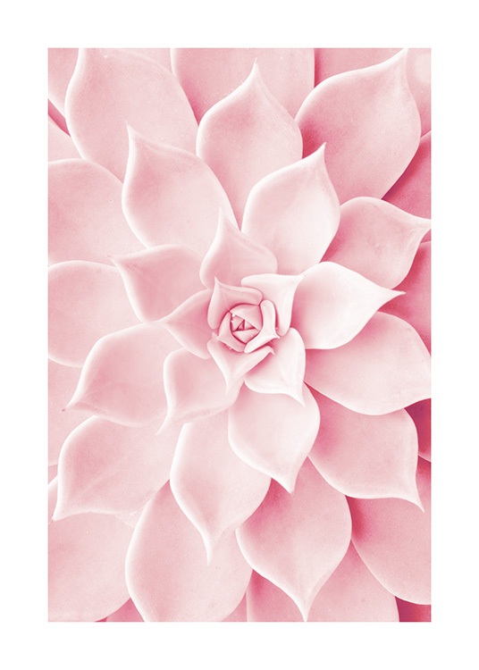 Pink Succulent Poster / Fotografías con Desenio AB (12021)