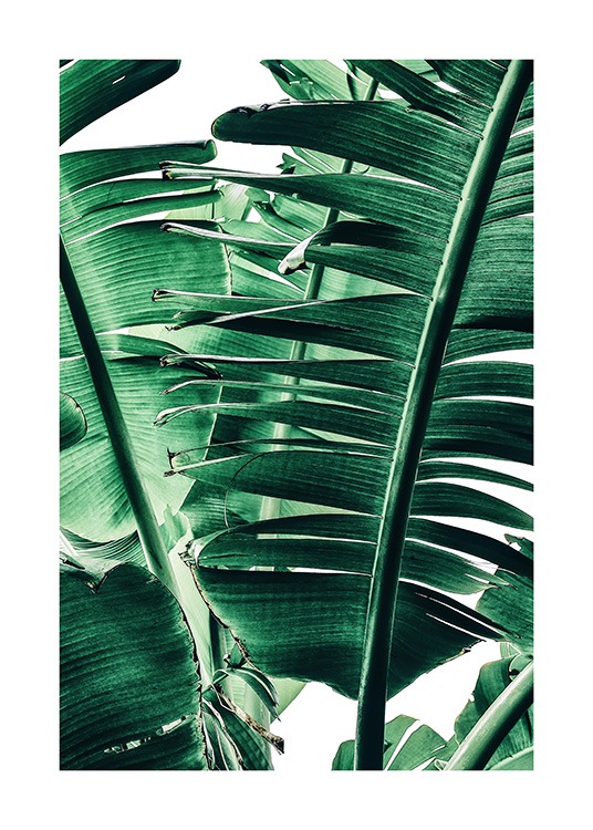 Banana Palm Leaves No1 Poster / Fotografías con Desenio AB (12052)