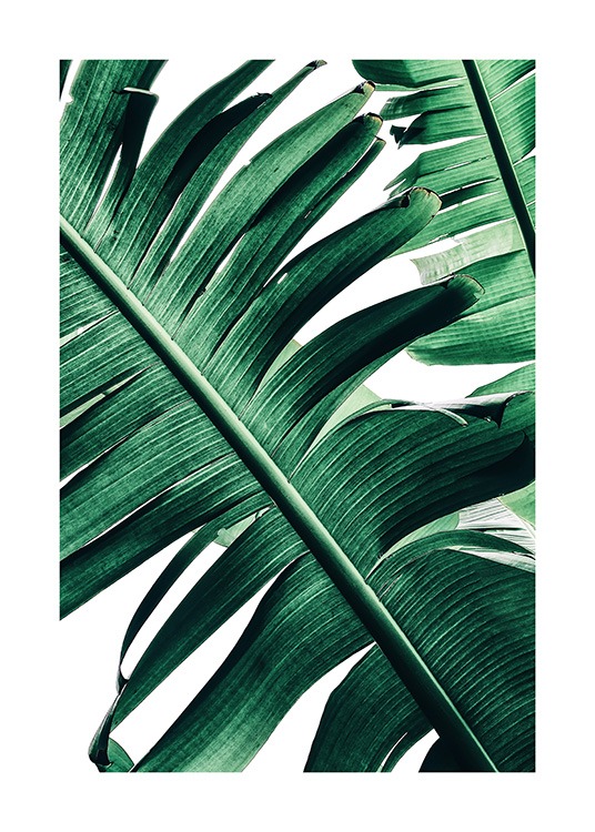 Banana Palm Leaves No2 Poster / Fotografías con Desenio AB (12053)