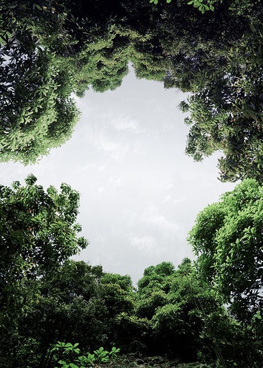 – Fotografía de árboles en círculo y el cielo asomándose por el claro. 