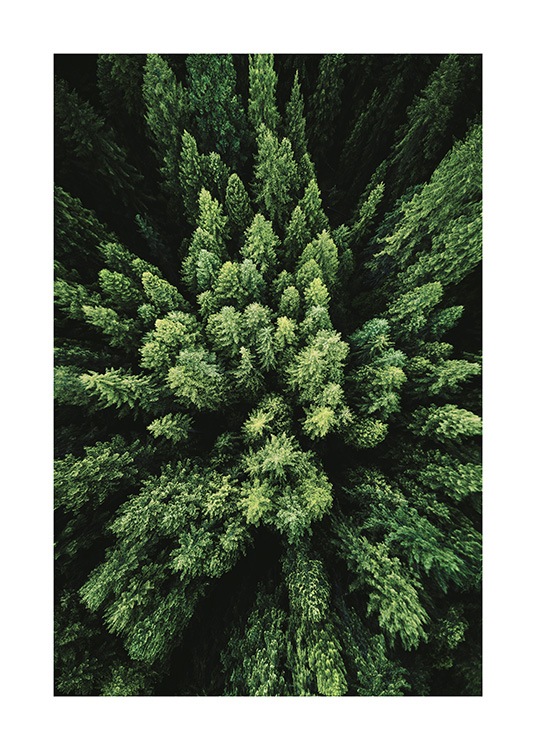 Aerial Forest Poster / Naturaleza con Desenio AB (12083)