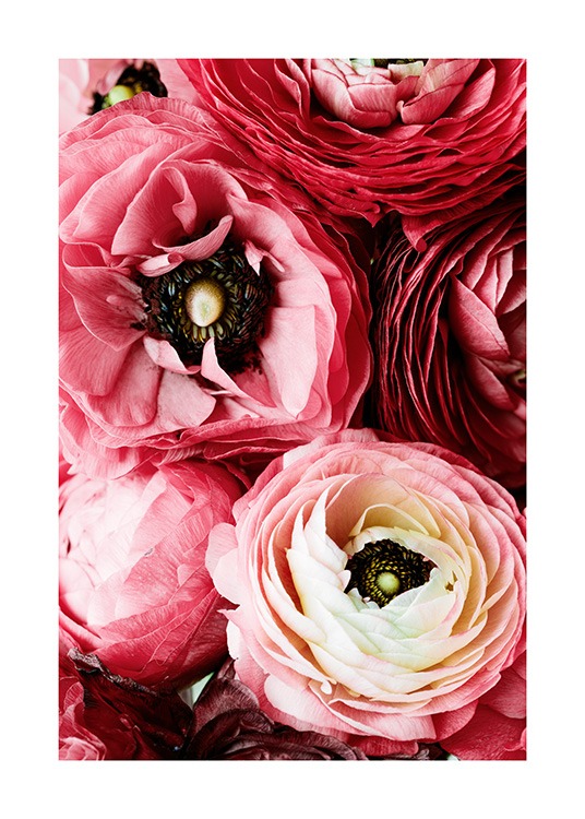 Bouquet of Pink Ranunculus Poster / Fotografías con Desenio AB (12108)