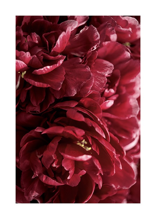 Burgundy Roses Poster / Fotografías con Desenio AB (12109)