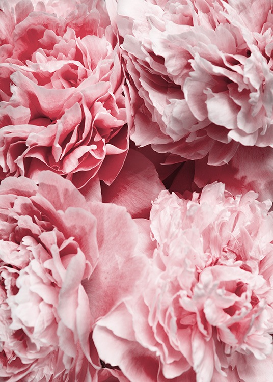 –Primer plano de unas peonías de color rosa.