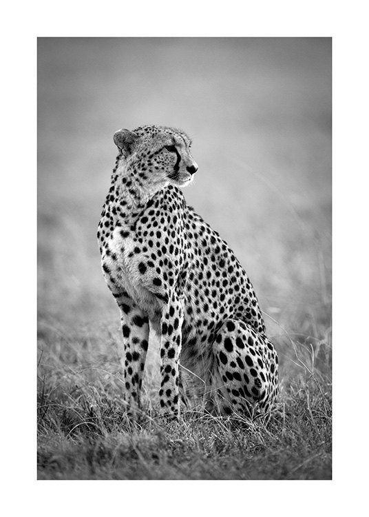 Cheetah B&W Poster / Animales con Desenio AB (12302)