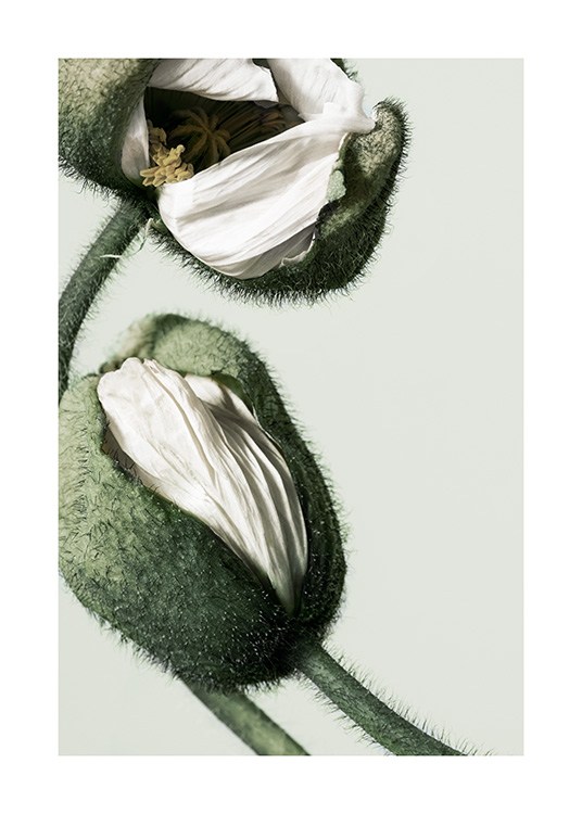 White Poppy Buds Poster / Fotografías con Desenio AB (12320)