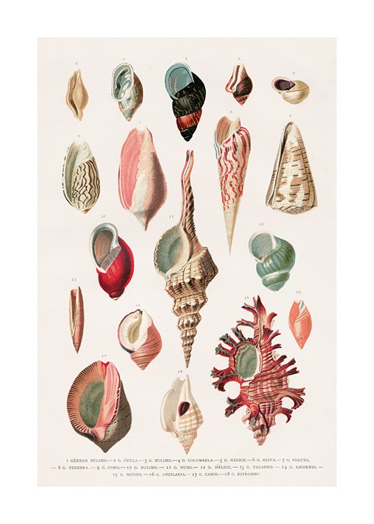 Vintage Seashells No1 Poster / Vintage con Desenio AB (12435)