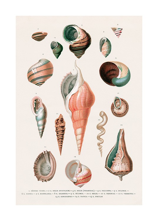 Vintage Seashells No2 Poster / Vintage con Desenio AB (12436)