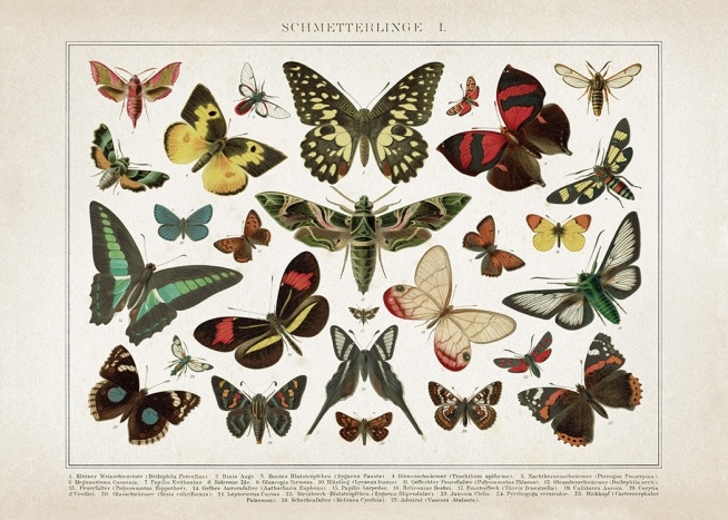 Vintage Butterflies No1 Poster / Vintage con Desenio AB (12553)