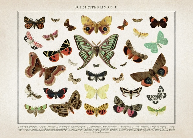 Vintage Butterflies No2 Poster / Vintage con Desenio AB (12554)
