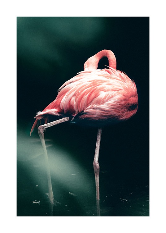 Wild Flamingo Poster / Fotografías con Desenio AB (12566)