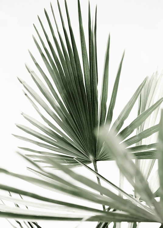 Tropic Palm Poster / Fotografías con Desenio AB (12568)