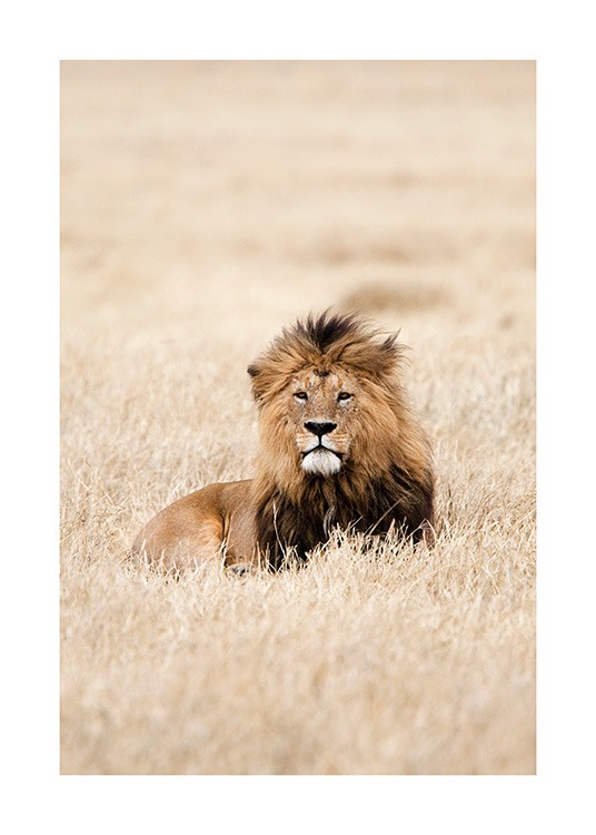 Lion King Poster / Fotografías con Desenio AB (12573)