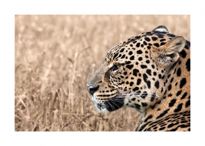 Persian Leopard Poster / Fotografías con Desenio AB (12575)