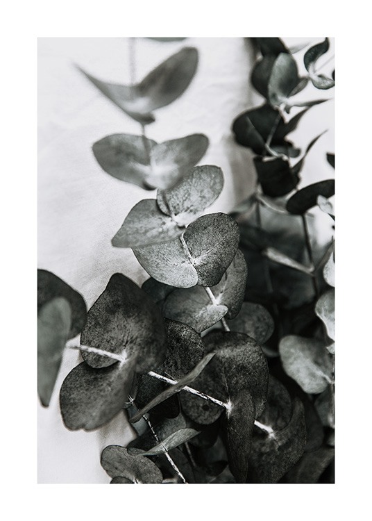  – Fotografía de unas ramas de eucalipto con hojas de color verde grisáceo y fondo gris claro