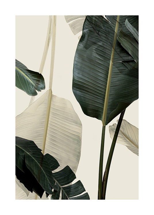 Banana Leaf Shades No1 Poster / Fotografías con Desenio AB (12585)