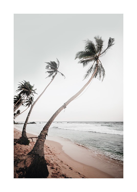  – Fotografía de palmeras torcidas por el viento en una playa, con el mar de fondo