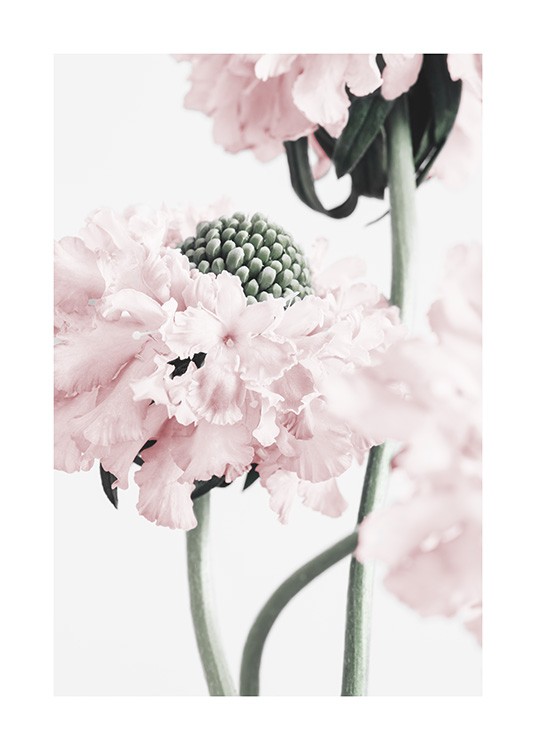 Vibrant Flower Poster / Fotografías con Desenio AB (12658)