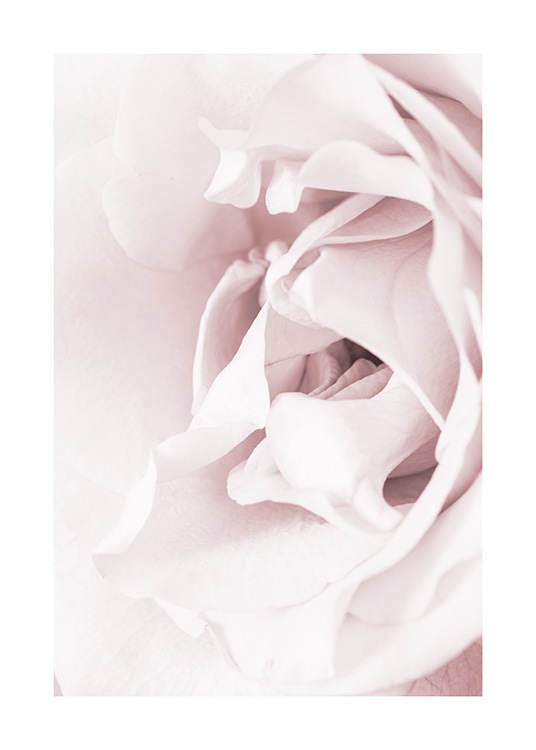 Blossoming rose Poster / Fotografías con Desenio AB (12659)