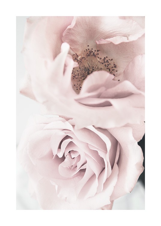 Elegant Roses Poster / Fotografías con Desenio AB (12660)