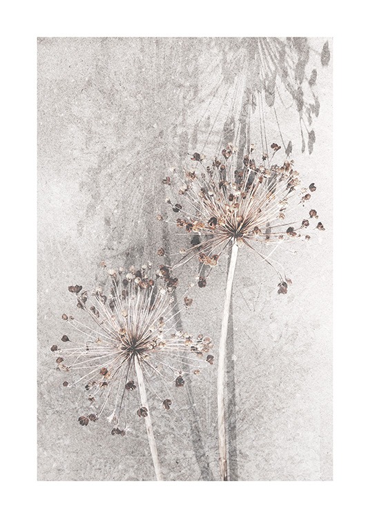 Dried Allium Flowers No1 Poster / Fotografías con Desenio AB (12661)