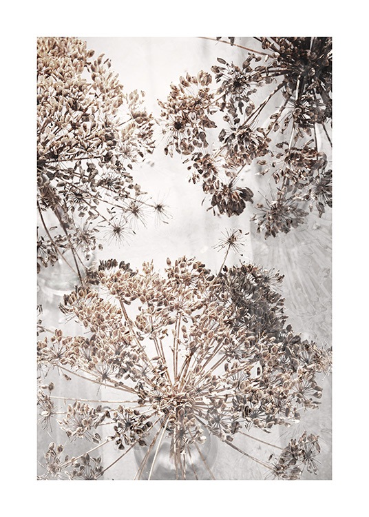 Dried Giant Hogweed No2 Poster / Fotografías con Desenio AB (12664)