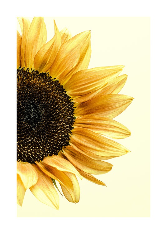 Sunflower Poster