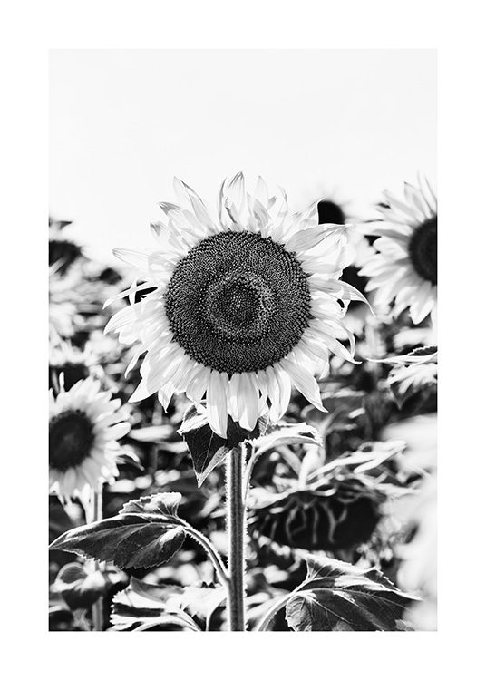Sunflower B&W Poster / Blanco y negro con Desenio AB (12902)