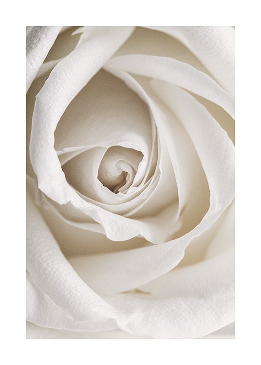 Fotografía botánica con un primer plano de una romántica rosa blanca 