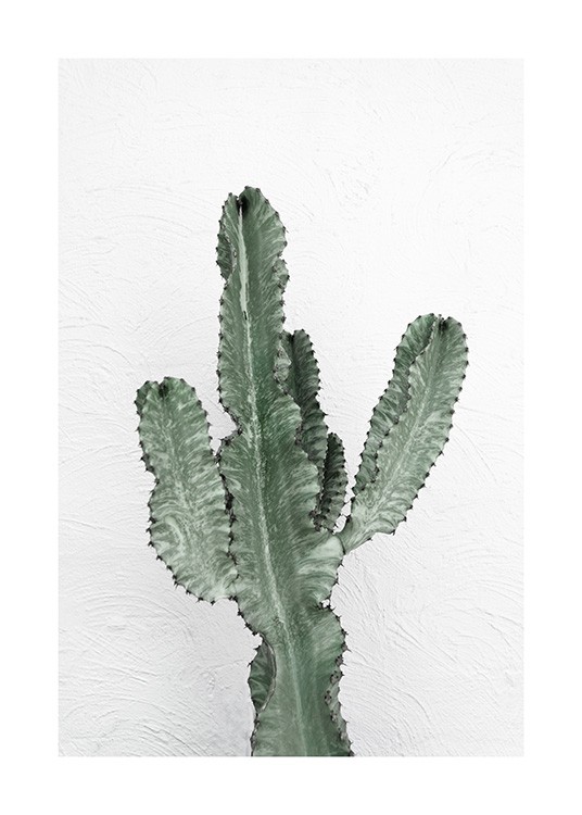 Fotografía de un cactus verde sobre una pared blanca 