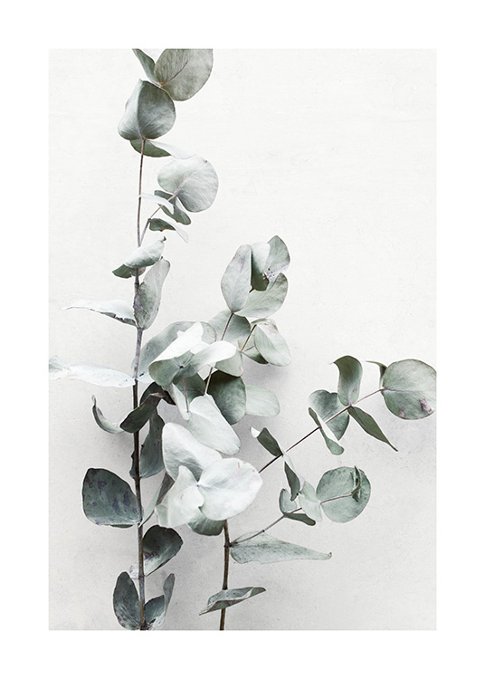  – Fotografía de unas ramas de eucalipto sobre un fondo gris claro