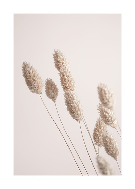 Fotografía de hierba seca beis con un fondo de color rosa claro detrás