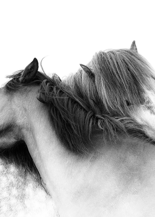 Fotografía de dos caballos blancos con los cuellos entrelazados