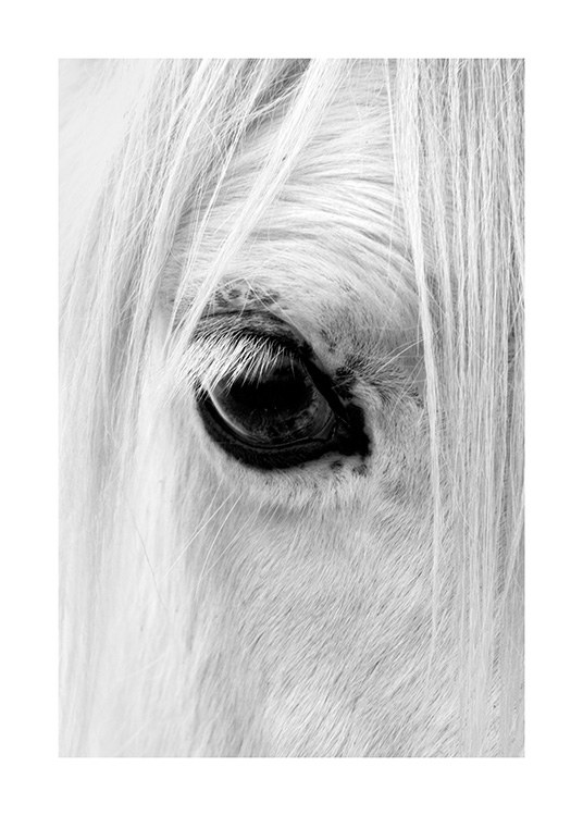 Horse Eye Poster