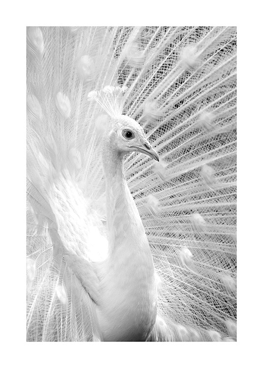 Fotografía en blanco y negro de un pavo real blanco