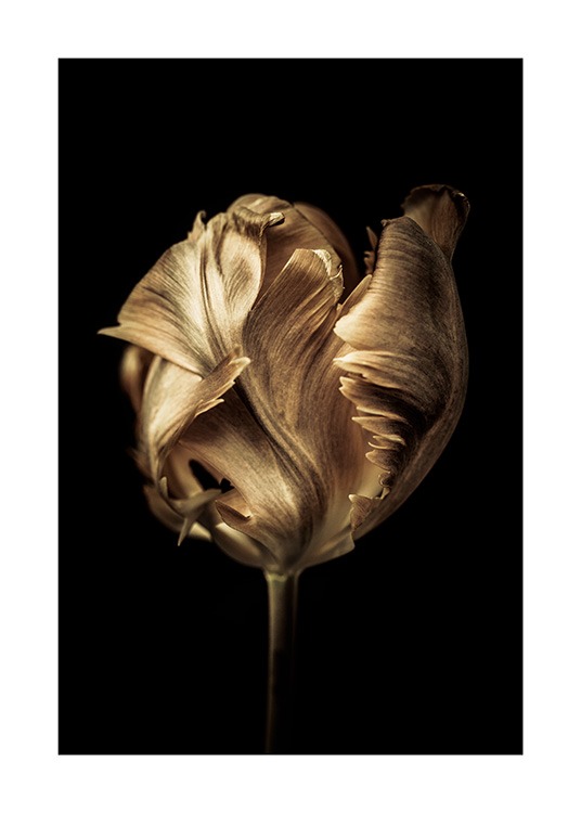  - Foto de tulipán dorado con fondo negro