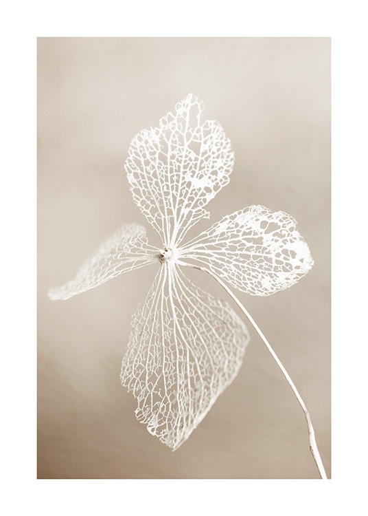 Dried Flower Poster / Fotografías con Desenio AB (13162)