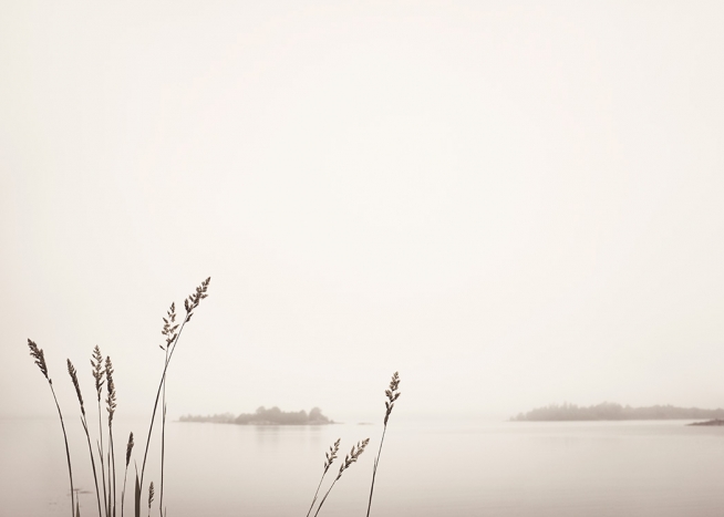  - Fotografía de juncos en un lago con niebla y pequeños bosques a lo lejos.