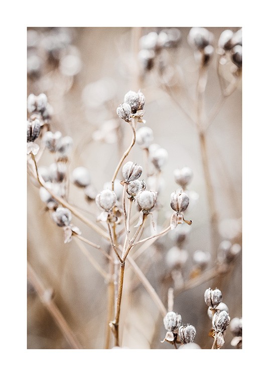  – Fotografía de pequeñas flores redondas y blancas con un fondo borroso