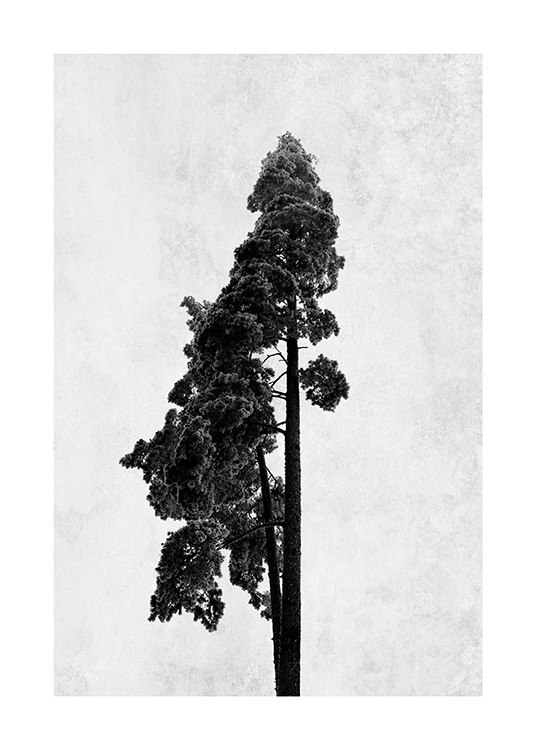  - Fotografía artística en blanco y negro con la imagen de un pino sobre un fondo de cemento gris.