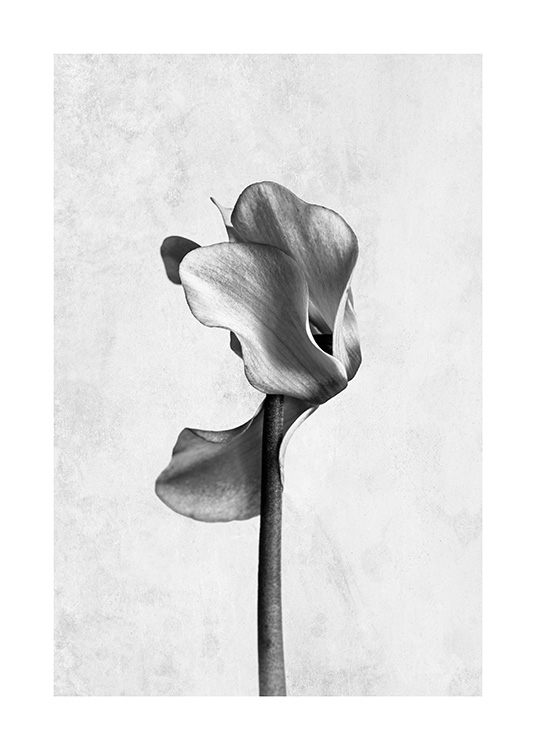  - Fotografía en blanco y negro de un ciclamen sobre fondo de cemento gris.
