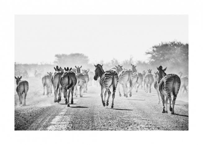  - Fotografía en blanco y negro de una manada de cebras en un camino polvoriento.