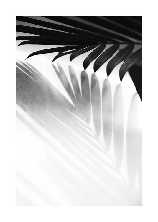  - Fotografía en blanco y negro de la sombra de una hoja de palmera. 