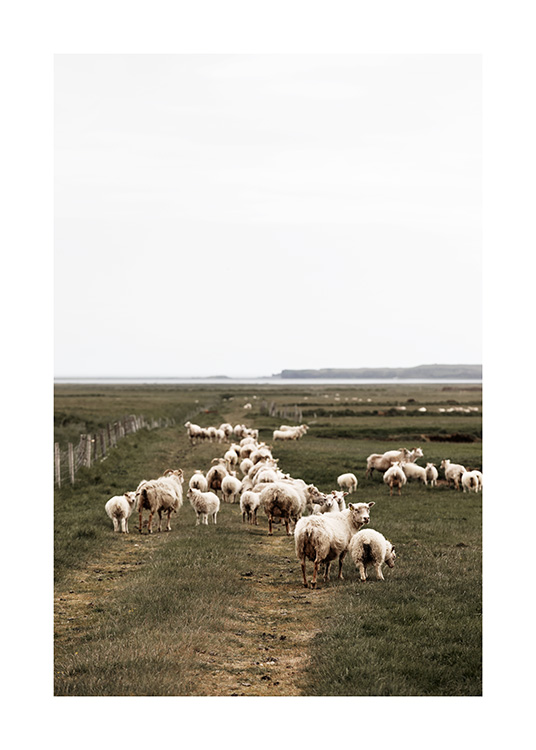  - Fotografía de un rebaño grande de ovejas en un paraje verde de Islandia