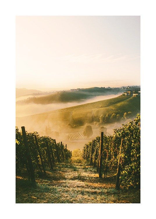  - Fotografía de una viña bajo el sol con arbustos verdes y nubes de polvo en el fondo. 