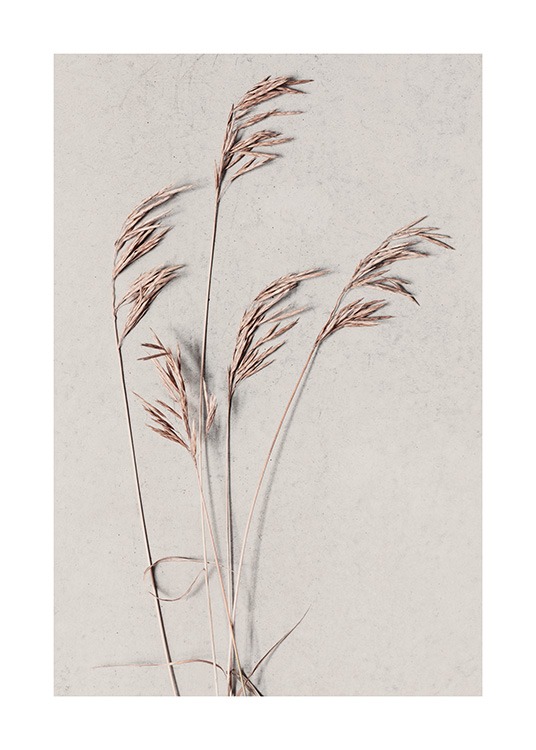  - Fotografía de hierbas de las pampas en tonos de marrón con fondo beis. 
