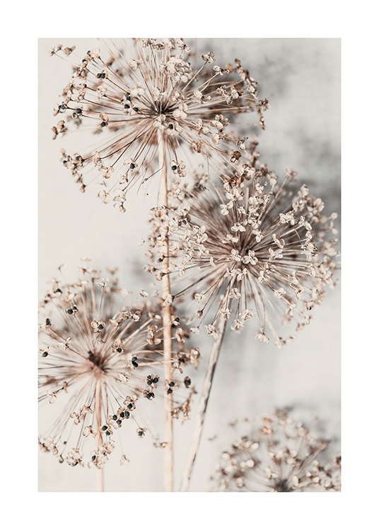  – Fotografía de flores de puerro silvestre secas y en tonos de beis, con fondo beis claro