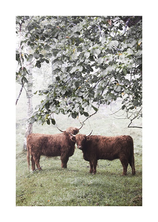  - Fotografía de dos vacas de las Tierras Altas de Escocia color marrón debajo de un árbol en un campo bajo la niebla.